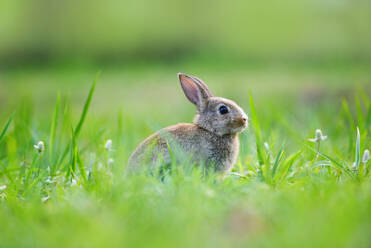 Easter bunny with brown rabbit on meadow and spring green grass background outdoor decorated for festival easter day / rabbit cute on nature - INGF12806