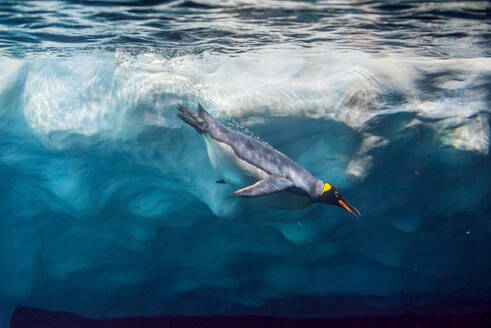 Pinguin taucht unter Eis, Unterwasserfotografie ... Pinguin taucht unter Eis, Unterwasserfotografie. - INGF12825