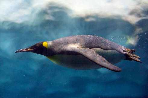Penguin diving under ice, underwater photography .. Penguin diving under ice, underwater photography. - INGF12826