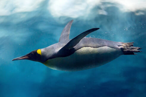 Pinguin taucht unter Eis, Unterwasserfotografie ... Pinguin taucht unter Eis, Unterwasserfotografie. - INGF12827