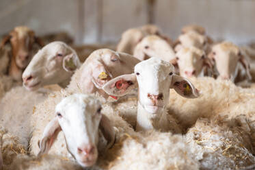 Flock of sheep in stable. High quality photography. Flock of sheep in stable - INGF12851