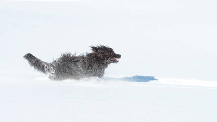 Big hairy black dog runs fast in the fresh snow - INGF12856