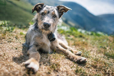 Rest of a mountain pasture sheepdog in the Italian mountains - INGF12858