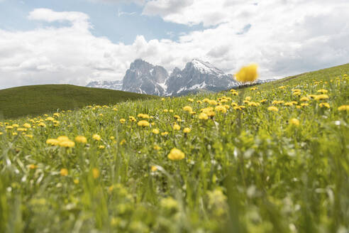 Landschaftliche Ansicht von Blumen auf einer Wiese unter bewölktem Himmel - MMPF00914