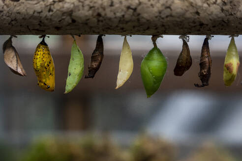 Row of cocoons hanging outdoors - NGF00801