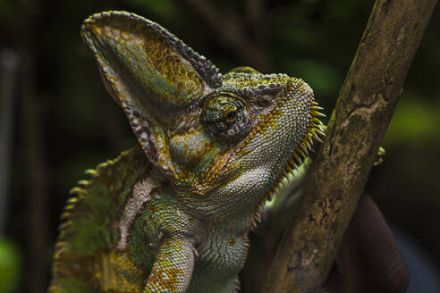 Portrait of green chameleon climbing branch - NGF00802