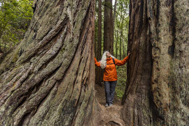 USA, California, Stinson Beach, Senior woman touching large redwood trees on hike - TETF02254