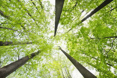 Low angle view of Yellow Poplar and Sugar Maple trees in springtime - TETF02261