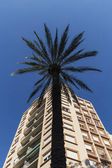 Spain, Valencia, Low angle view of palm tree and apartment building - TETF02262