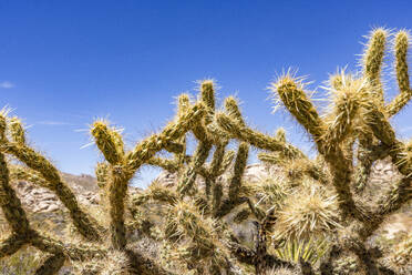 USA, California, Barstow, San Bernardino County, Mojave National Preserve, Staghorn Cholla cactus in remote desert - TETF02265