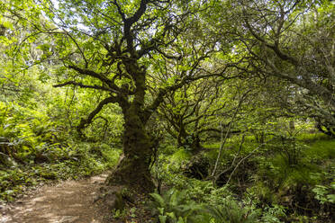 Tree next to hiking trail - TETF02270