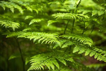 Close-up of fern leaves in forest - TETF02271