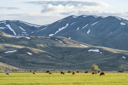 USA, Idaho, Bellevue, Domestic animals grazing in pasture near mountains - TETF02275