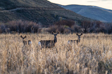 USA, Idaho, Bellevue, Three does posing in meadow - TETF02276