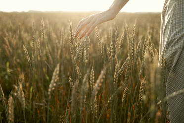 Close-up of woman touching cereal plants in field at sunset - TETF02301