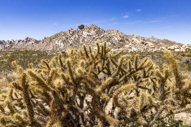 USA, California, Barstow, San Bernardino County, Mojave National Preserve, Staghorn Cholla cactus in Mojave desert - TETF02346