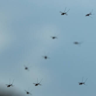 Group of mosquitos against blue sky - TETF02348