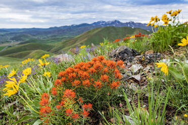 USA, Idaho, Hailey, Orangefarbener Indianerpinsel (Castilleja) und gelbe Pfeilwurz (Balsamorhiza sagittata), Wildblumen auf dem Carbonate Mountain - TETF02351