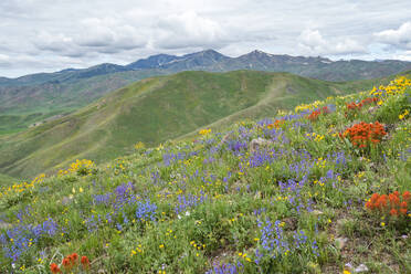 USA, Idaho, Hailey, Malerische Landschaft mit Wildblumen entlang des Carbonate Mountain Trail - TETF02355