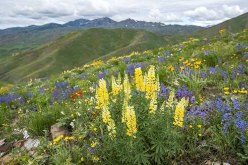 USA, Idaho, Hailey, Malerische Landschaft mit Wildblumen entlang des Carbonate Mountain Trail - TETF02356