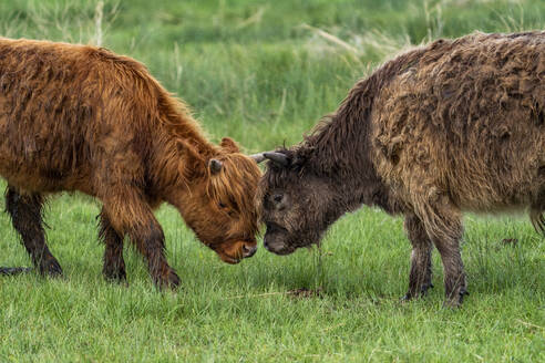 Side view of Highland calves playing in pasture - TETF02357