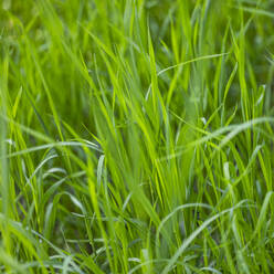 Full frame of green blades of grass - TETF02358