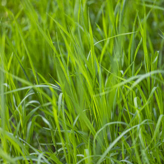 Full frame of green blades of grass - TETF02358