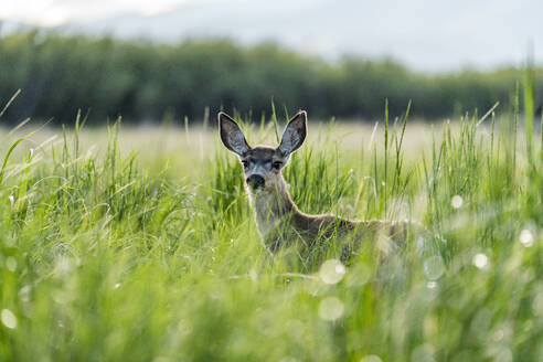 Portrait of doe looking at camera in meadow - TETF02360