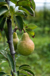 Unripe pears on trees in the end of summer almost ready for harvesting against blurred background - ADSF47872