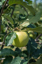 Granny Smith apple variety in the orchard ready to be harvested against blurred background - ADSF47876