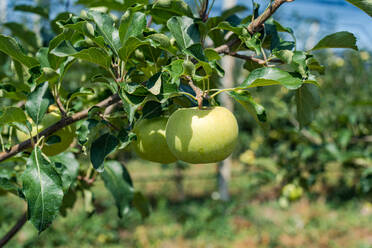 Granny-Smith-Apfelsorte im Obstgarten, bereit zum Ernten, vor unscharfem Hintergrund - ADSF47877