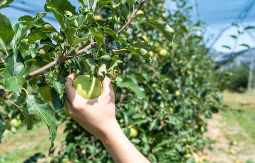 Anonyme Kinderhand bei der Apfelernte im Obstgarten vor unscharfem Hintergrund - ADSF47878