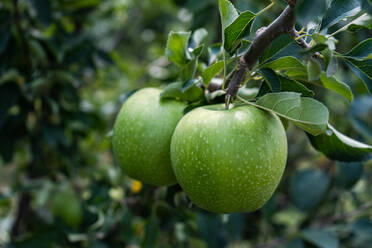 Granny-Smith-Apfelsorte im Obstgarten, bereit zum Ernten, vor unscharfem Hintergrund - ADSF47879