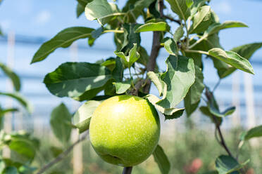 Granny Smith apple variety in the orchard ready to be harvested against blurred background - ADSF47880