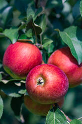 Reife rote Äpfel in Obstgarten bereit, geerntet werden gegen unscharfen Hintergrund - ADSF47882