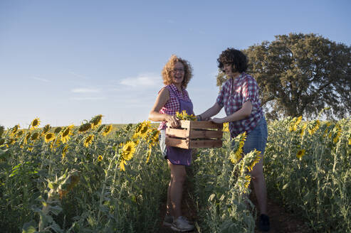 Ganzkörperaufnahme von positiven Freundinnen, die eine Holzkiste mit frischen Sonnenblumen tragen, die auf einem Feld in einem sonnigen Sommertag stehen - ADSF47888