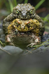 Colorful toads sitting on one another on rocky terrain on blurred background - ADSF47896