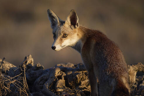 Wilde Vulpes Vulpes Fuchs mit braunem Fell sitzt auf dem Boden im Wald und schaut weg gegen unscharfen Hintergrund - ADSF47901