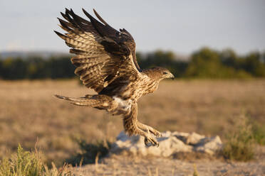 Raubvogel Aquila fasciata mit langen Flügeln fliegt in der Nähe eines Feldes bei Tageslicht auf unscharfem Hintergrund - ADSF47905