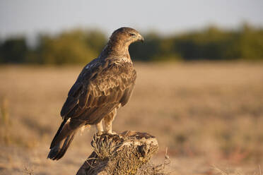 Seitenansicht Aquila fasciata Raubvogel mit braunem Gefieder und langen Beinen auf einem Baumstamm bei sonnigem Wetter gegen unscharfen Hintergrund der Natur - ADSF47906