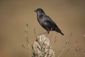 Seitenansicht der schwarzen wilden Star Vogel sitzt auf Stein in einem Feld auf sonnigen Sommertag in der Natur in verschwommenen Hintergrund - ADSF47909