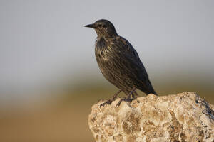 Seitenansicht der schwarzen wilden Star Vogel sitzt auf Stein in einem Feld auf sonnigen Sommertag in der Natur in verschwommenen Hintergrund - ADSF47911