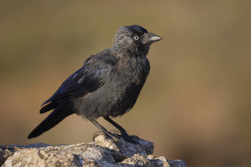 Seitenansicht eines wilden schwarzen Dohlenvogels mit blauem Auge auf einem Stein vor unscharfem Hintergrund - ADSF47916