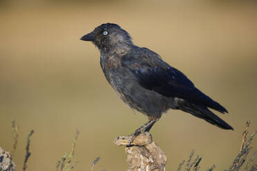 Seitenansicht eines wilden schwarzen Dohlenvogels mit blauem Auge auf einem Stein vor unscharfem Hintergrund - ADSF47917