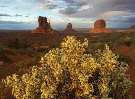 Yellow tree growing in Arizona desert with rocky formations under blue sky covered with clouds in USA - ADSF47950