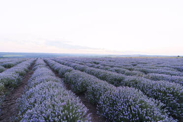 Lavender flowers in field under sky - AAZF01150