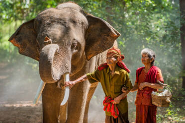 Elephant and farmers in asian countryside in Thailand - Thai elephant in Surin region - DMDF06179