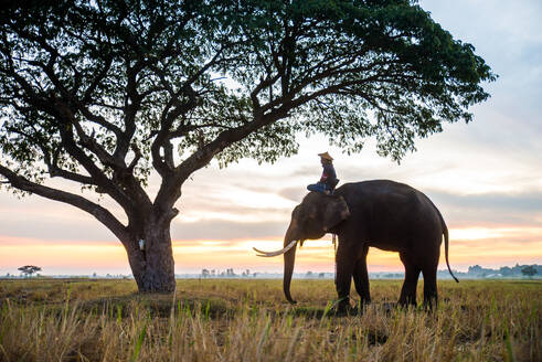 Elefant in asiatischer Landschaft bei Sonnenaufgang, Thailand - Thailändischer Elefant in der Region Surin - DMDF06181