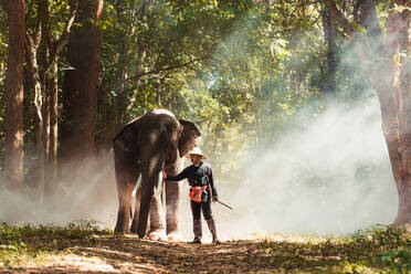 Elephant and farmer in asian countryside in Thailand - Thai elephant in Surin region - DMDF06186