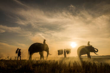 Elefanten und Bauern in asiatischer Landschaft bei Sonnenaufgang, Thailand - Thailändische Elefanten in der Region Surin, tägliches Leben in der Natur - DMDF06355